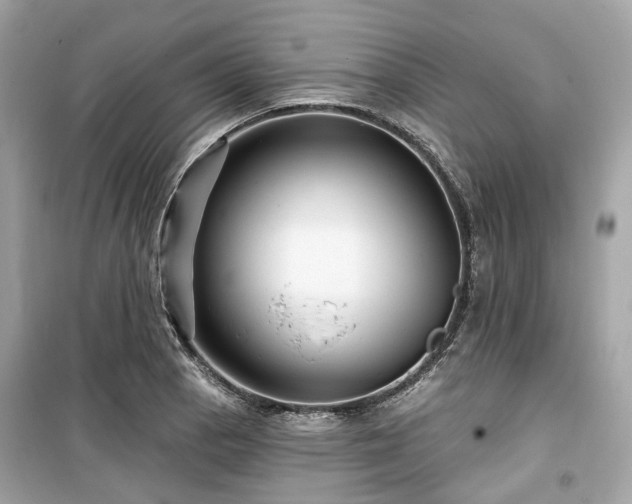 X0000099581129200805161229