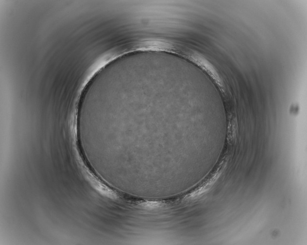 X0000099581130200805161229