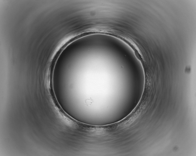 X0000099581131200805161229