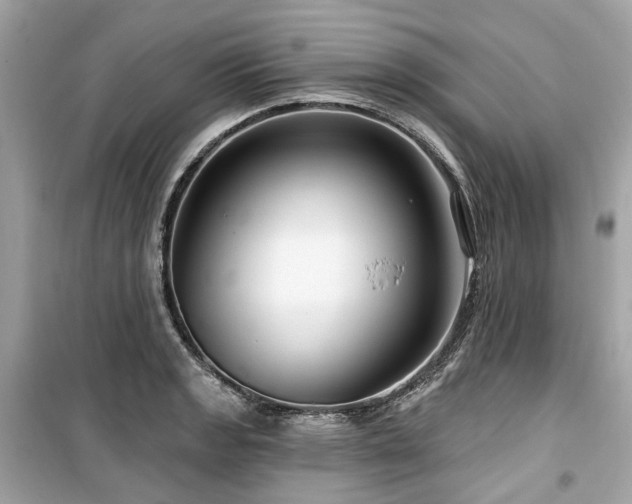 X0000099581133200805161229
