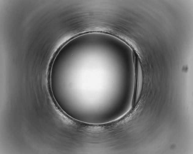 X0000099581135200805161229