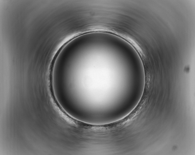 X0000099581142200805161229