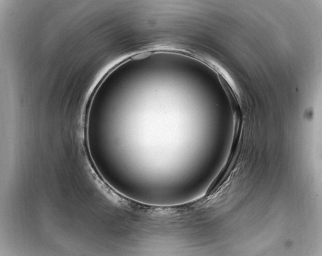 X0000099581148200805161229