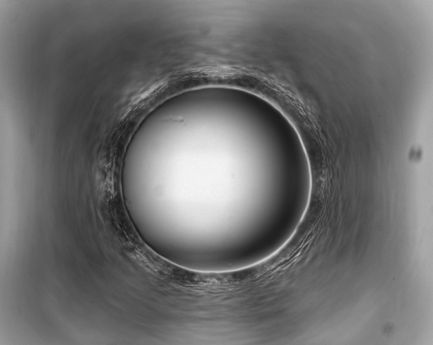X0000099581205200805161227