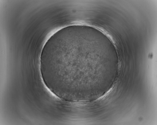 X0000099581239200805161227
