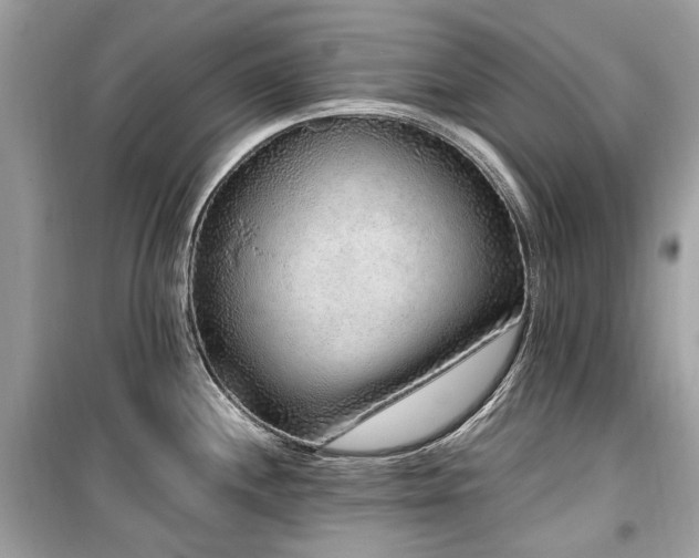 X0000099581244200805161228