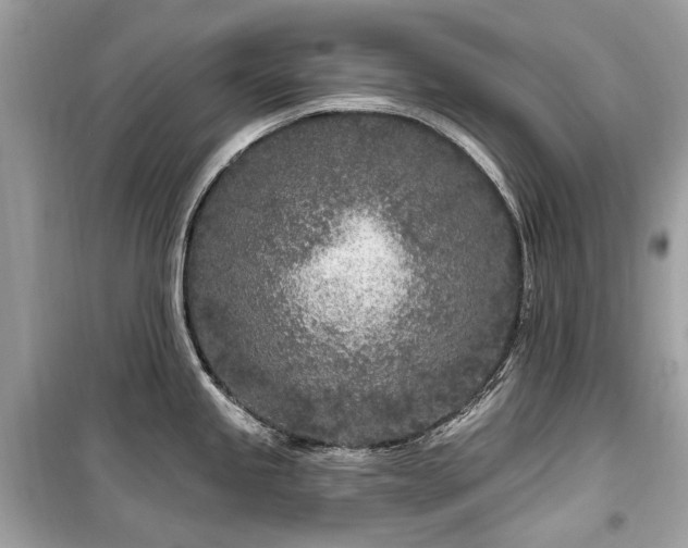 X0000099581245200805161228