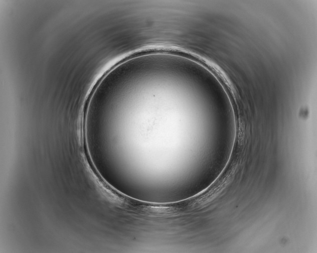 X0000099581295200805161226