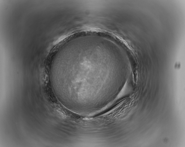 X0000099581303200805161226