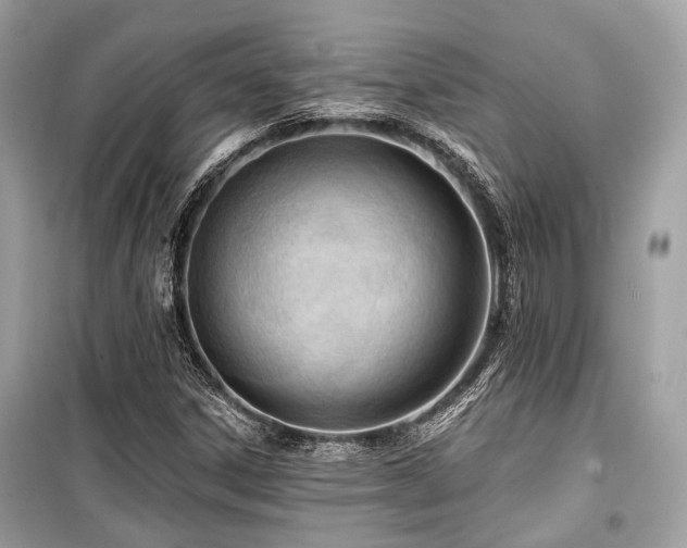 X0000099581306200805161226