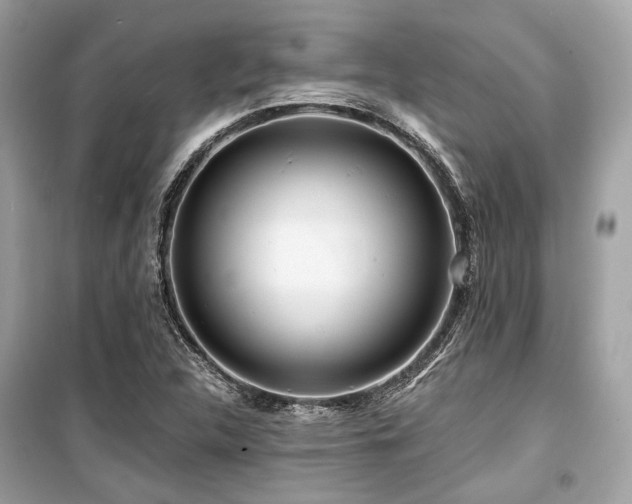X0000099581312200805161226