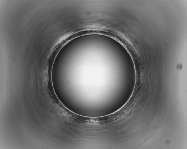 X0000099581315200805161226