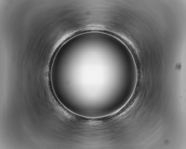 X0000099581325200805161226