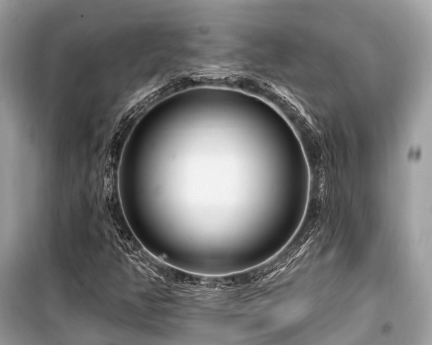 X0000099581350200805161225