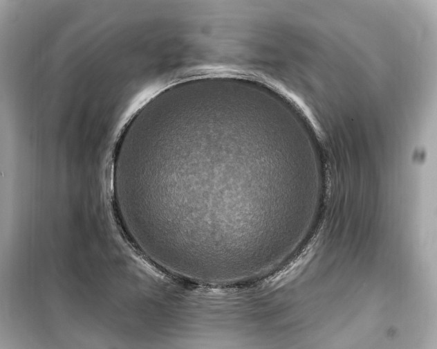 X0000099581365200805161225