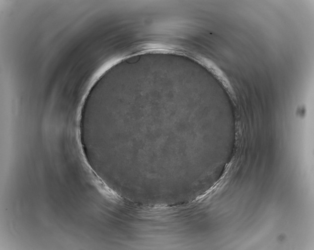X0000099581427200805161225