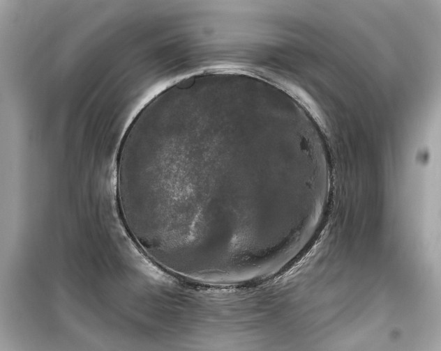 X0000099581428200805161225
