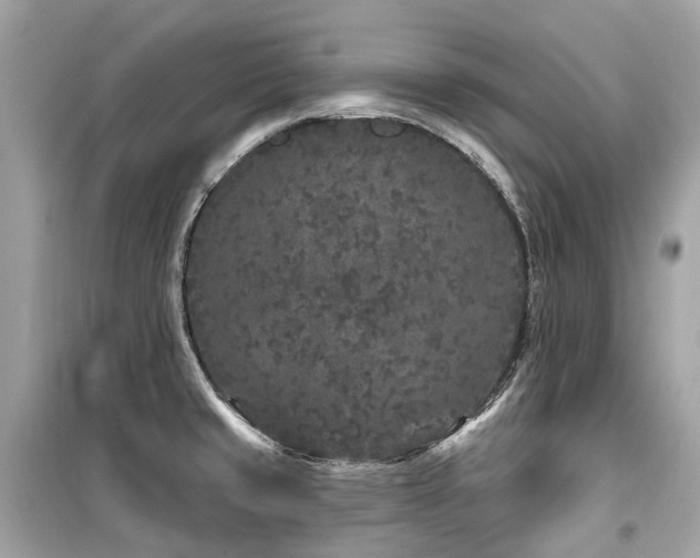X0000099581429200805161225