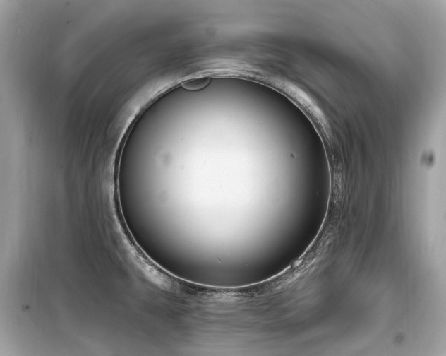 X0000099581431200805161225