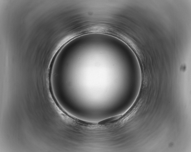 X0000099581434200805161225