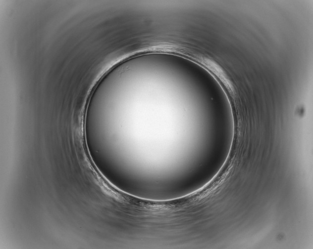 X0000099581436200805161225