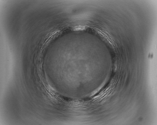 X0000099581441200805161224