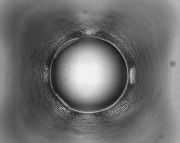 X0000099581443200805161224