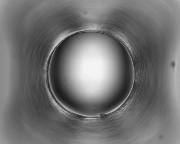 X0000099581483200805161223