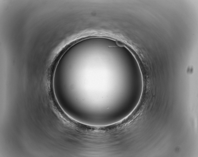 X0000099581503200805161223