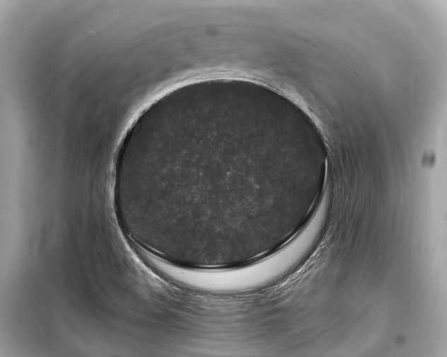 X0000099581508200805161223