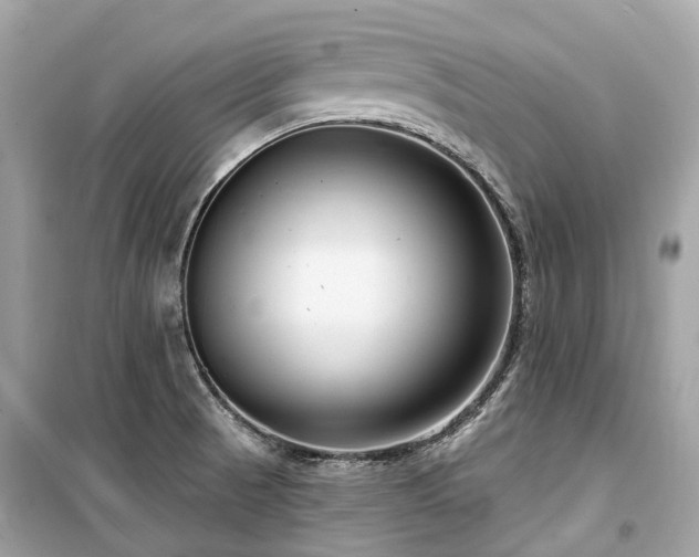 X0000099581521200805161223
