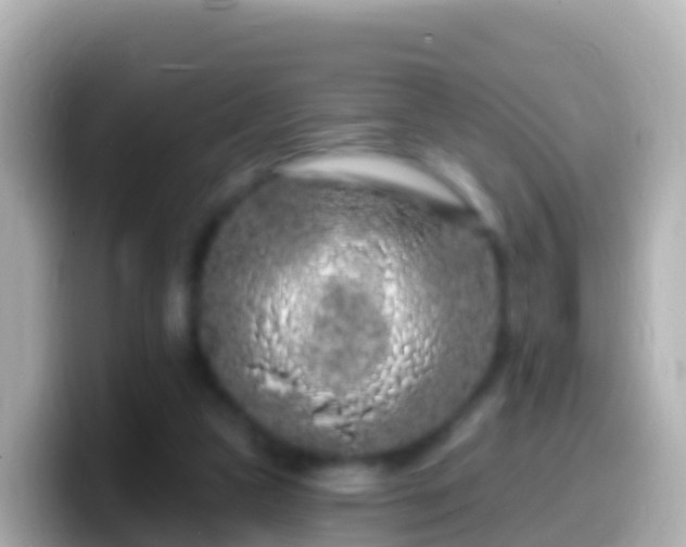 X0000099580161200805231558