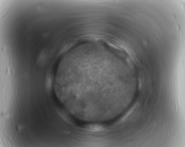 X0000099580165200805231558