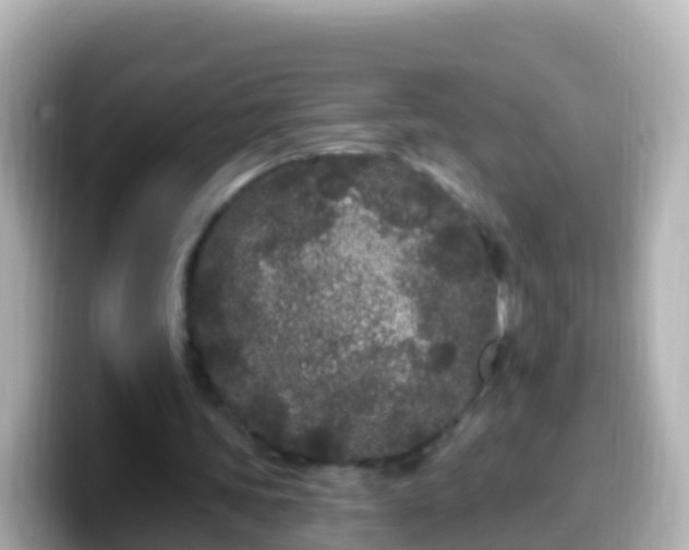 X0000099580339200805231555
