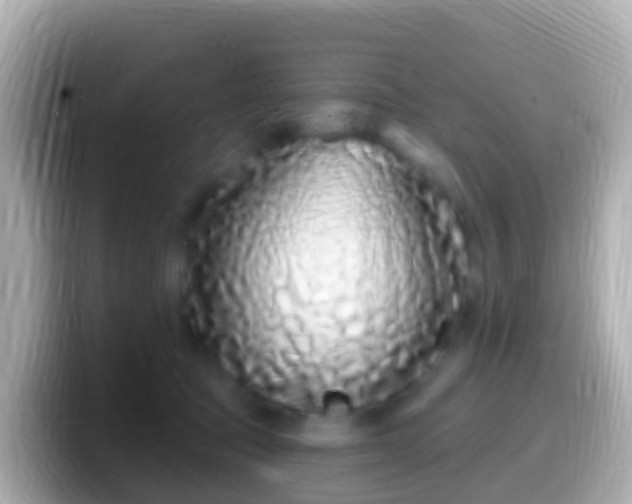 X0000099580369200805231555