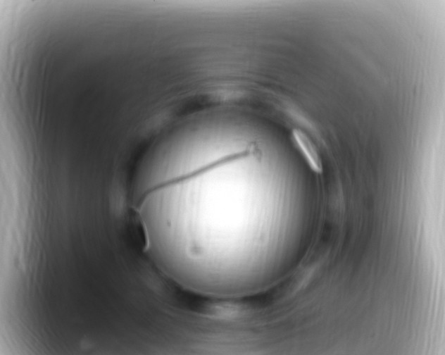 X0000099580417200805231554