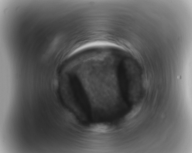 X0000099580471200805231554