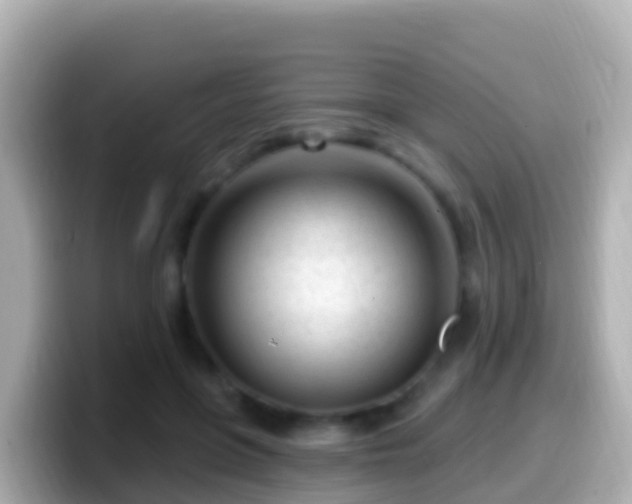 X0000099580551200805231553