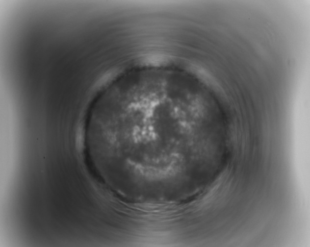 X0000099580640200805231551