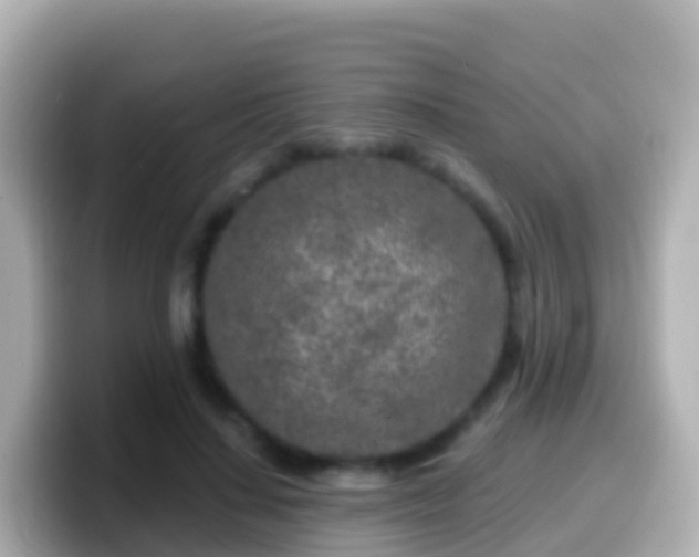 X0000099580644200805231551