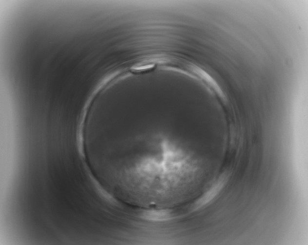 X0000099580802200805231549