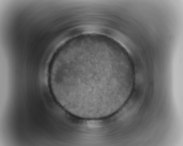 X0000099580832200805231549