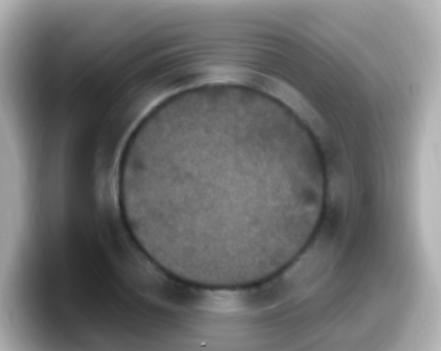 X0000099580836200805231549