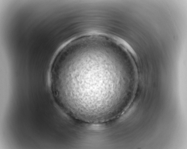 X0000099580839200805231549