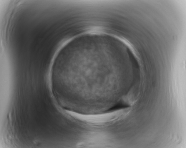X0000099580864200805231549