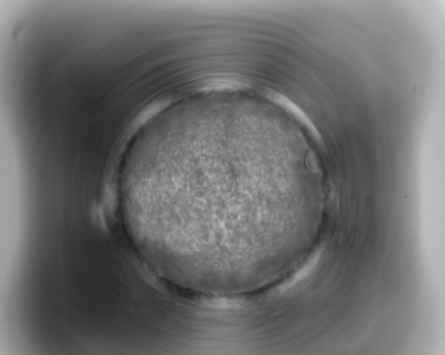 X0000099580874200805231548