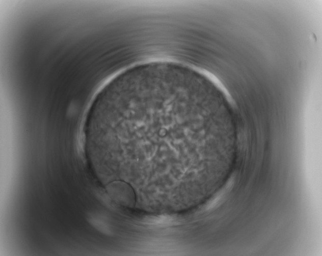 X0000099580879200805231548