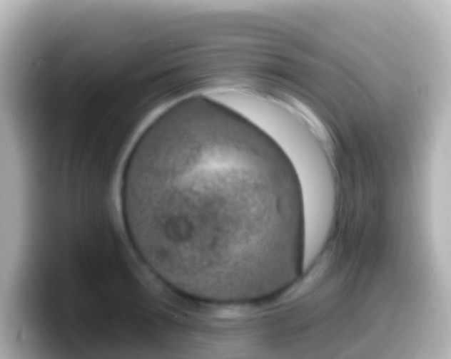 X0000099580899200805231548