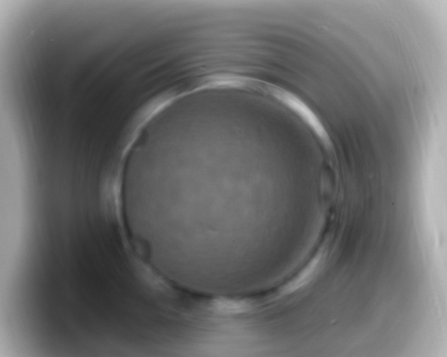 X0000099580954200805231548