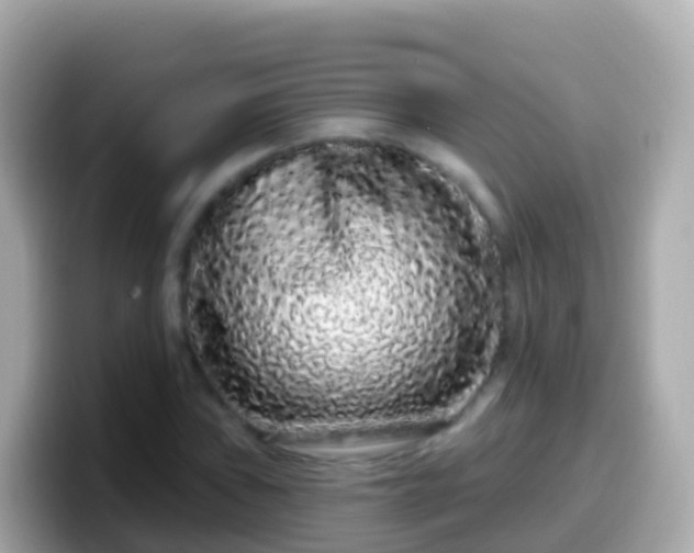 X0000099581019200805231546
